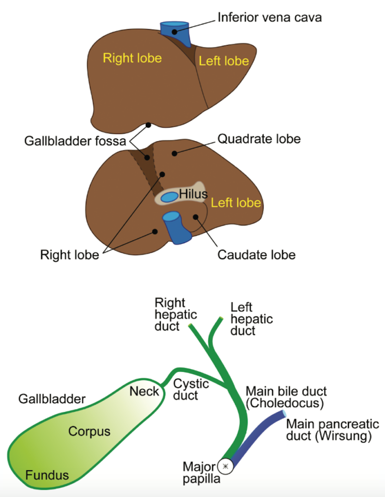 what can i eat after laparoscopic cholecystectomy